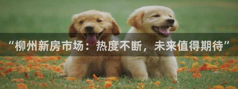 香港和记隆官网：“柳州新房市场：热度不断，未来值得期待”