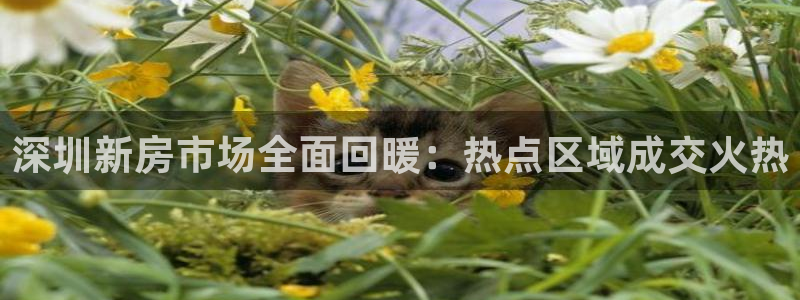 和记娱等级h88285官网：深圳新房市场全面回暖：热点区域成